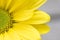 Macro yellow daisy