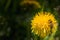 Macro Yellow Dandelion and Bumblebee covered in Polen