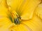 Macro of yellow daylily