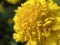 Macro Yellow Flower
