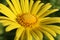 Macro Yellow Flower Doronicum orientale `Magnificum`