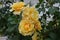 Macro   yellow flowers rose