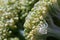 Macro of yellow green Broccoli flower heads.