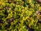 Macro of yellow and green leaves of the Dwarf lemon-scented thyme Thymus x citriodorus `Golden Draft` - evergreen, mat forming