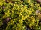 Macro of yellow and green leaves of the Dwarf lemon-scented thyme Thymus x citriodorus `Golden Draft` - evergreen, mat forming