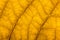 Macro of a yellow leaf showing its veins