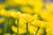 Macro of yellow marsh-marigold