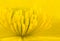 Macro of Yellow Marsh Marigold Flower Center