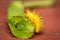 Macro of a yellow Mexican bean beetle on a green bean.