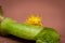 Macro of a yellow Mexican bean beetle on a green bean.