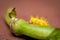 Macro of a yellow Mexican bean beetle on a green bean.