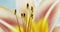 Macro yellow orange lily flower