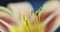 Macro yellow orange Lily flower