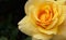 Macro yellow orange Rose right