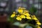 Macro of yellow orchids