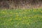 Macro yellow pilewort flower on green spring field