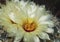 Macro of a Yellow Rhinoceros Coryphantha cornifera Cactus Flower