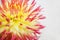 Macro of A Yellow Spikey Dahlia Flower