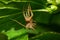 Macro of a young faded fluffy spider Arachnida sitting under a g