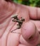 Macro of young praying mantis on human finger