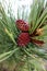 Macro of Young Red Ponderosa Pinecones