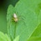 Macro of young spider