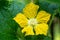 Macro zucchini flower yellow flower isolated on white background.