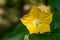 Macro zucchini flower yellow flower nature background.