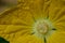 Macro zucchini flower yellow flower nature background.