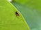 Macro of zygiella spider on green leaves