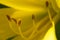 Macrocosm. Background, Concept and idea. Beautiful yellow flower. New life.