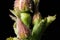 Macrocosm. Dogrose flowers in drops of morning dew. Bennet river, Wild nature. Insects and flowers