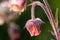 Macrocosm. Dogrose flowers in drops of morning dew. Bennet river, Wild nature. Insects and flowers