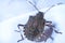 Macrofotography of brown stinkbug Halyomorpha halys, an invasive species from Asia