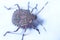 Macrofotography of brown stinkbug Halyomorpha halys, an invasive species from Asia