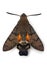 Macroglossum stellatarum hawk-moth