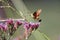 Macroglossum trochilus, the African hummingbird hawk-moth at a flower