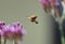 Macroglossum trochilus, the African hummingbird hawk-moth at a flower