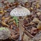 Macrolepiota excoriata mushroom