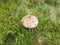 Macrolepiota excoriata mushroom, Baiului Mountains, Romania