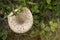 Macrolepiota is a genus of white spored, gilled mushrooms of the family Agaricaceae. The best-known member is the parasol mushroom
