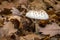 Macrolepiota mastoidea - edible mushroom