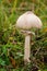 Macrolepiota mastoidea - edible mushroom