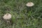 Macrolepiota mastoidea is a European species of edible mushroom