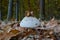 Macrolepiota mushroom and oak acorn caps