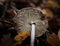 Macrolepiota procera detail of a mushroom photographed in the woods in the fall