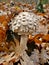 Macrolepiota procera emerges from the leaves. Close up shot.