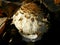 Macrolepiota procera, in the forest, lit by the autumn sun. Close up shot