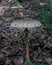 Macrolepiota procera in a forest in a temperate climate