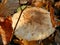 Macrolepiota procera,hidden  in the forest, Close up shot